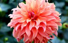 How to grow the best dahlias