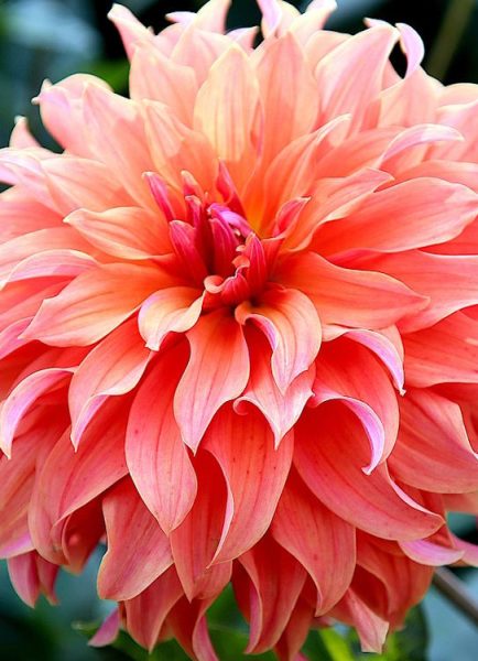 How to grow the best dahlias
