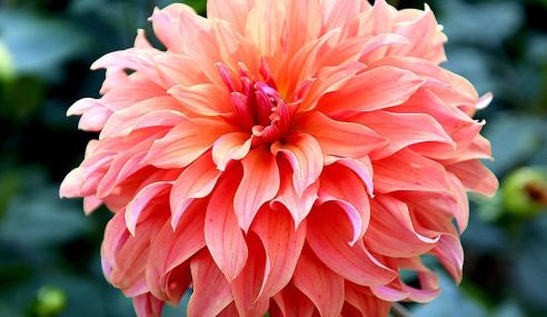 How to grow the best dahlias