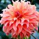 How to grow the best dahlias