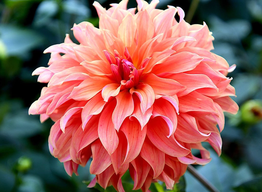 A giant dahlia globe shaped bloom coloured apricot.