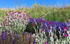 Creating a dry garden