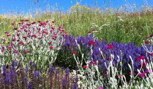 Creating a dry garden
