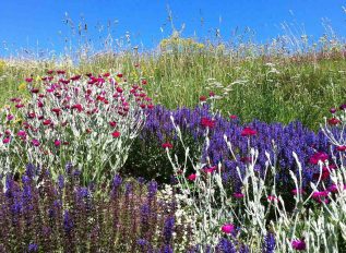 Creating a dry garden