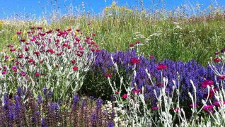 Creating a dry garden