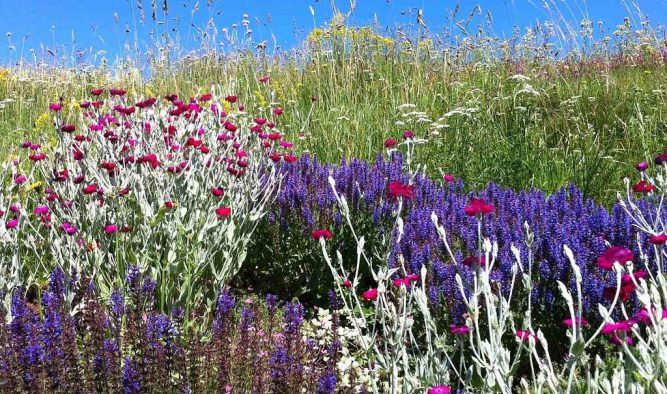 Creating a dry garden