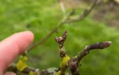 Ken prunes an egremont russet apple tree
