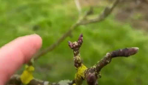 Ken prunes an egremont russet apple tree