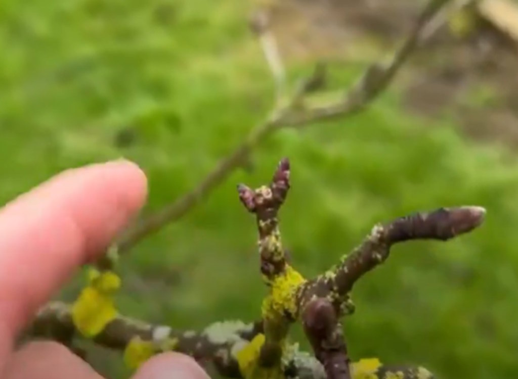 Ken prunes an egremont russet apple tree