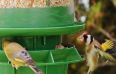 Safe, clean and healthy feeding stations for our wild birds