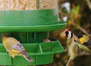 Safe, clean and healthy feeding stations for our wild birds