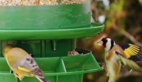 Safe, clean and healthy feeding stations for our wild birds