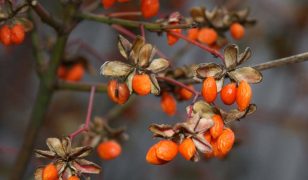 How to look after goji berry