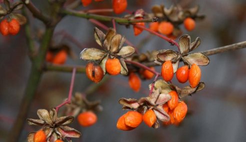 How to look after goji berry