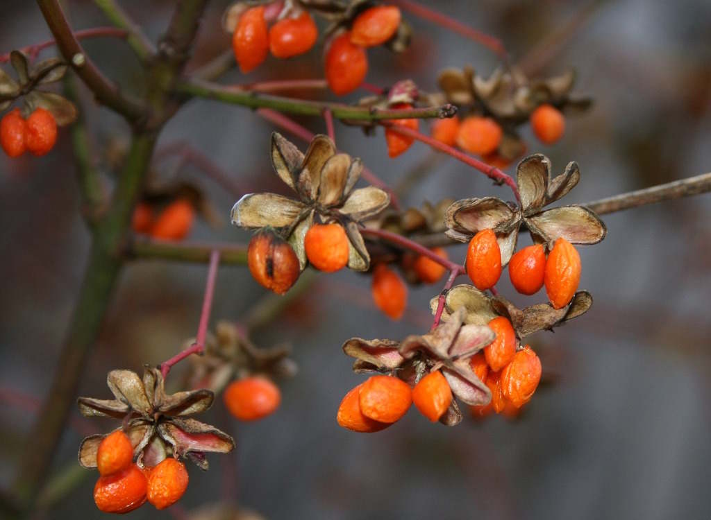 Goji berries ready to be picked from the bush.