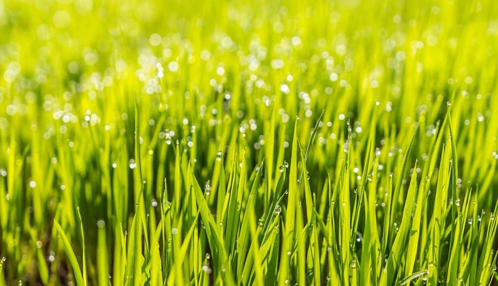 Lawns: to patch or re-turf?