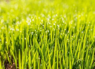Lawns: to patch or re-turf?