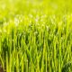 Lawns: to patch or re-turf?