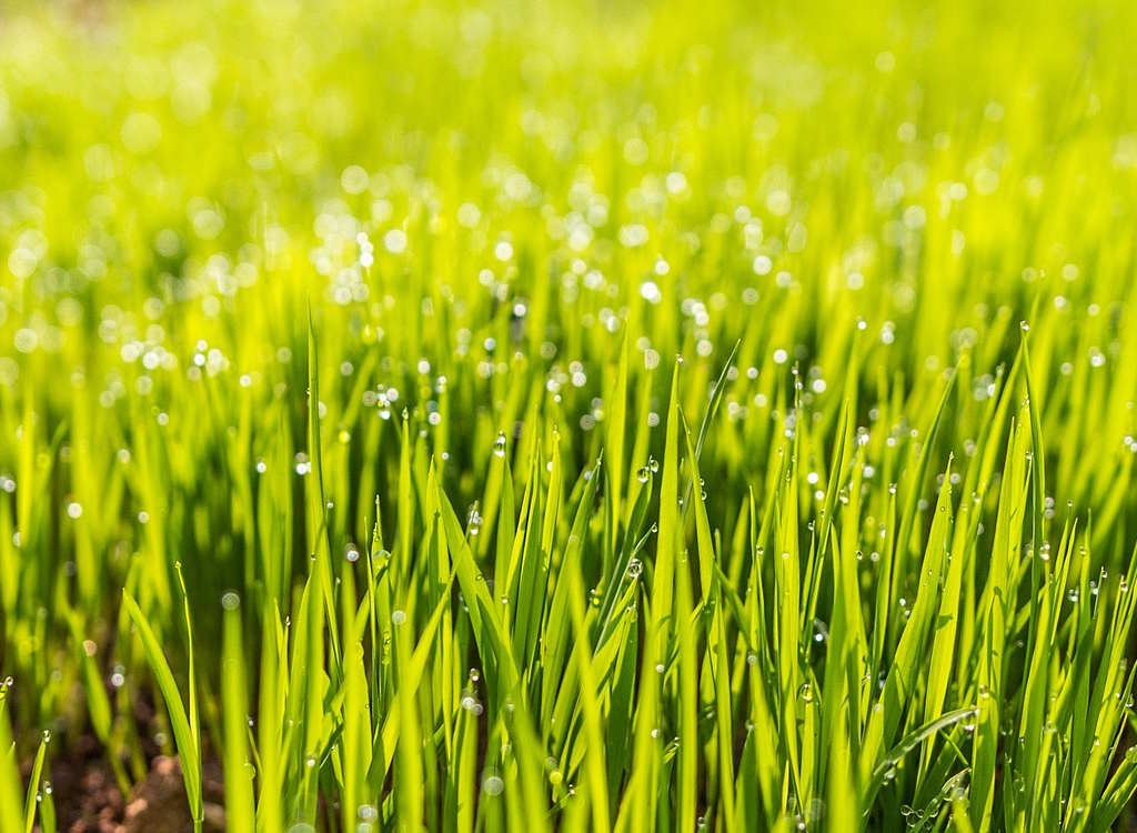 New growth grass.