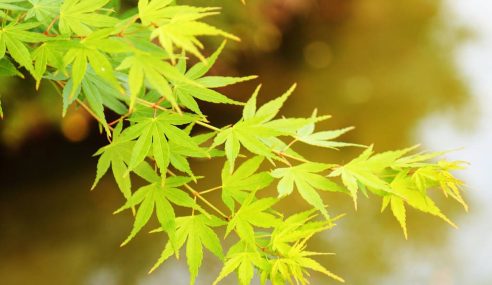 Acer problem growing on the bark