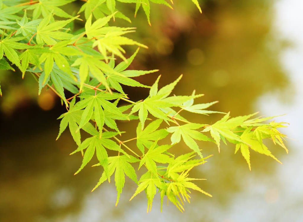 Acer problem growing on the bark