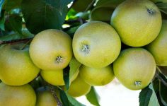 Store apples correctly…