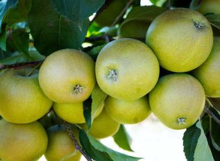Buy British apples when you see them and help UK farmers