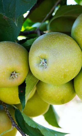 Buy British apples when you see them and help UK farmers