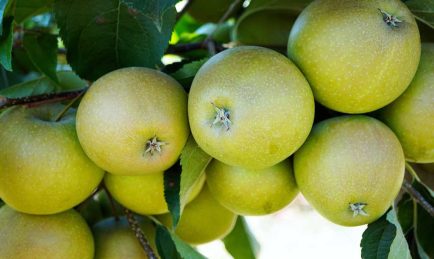 Buy British apples when you see them and help UK farmers