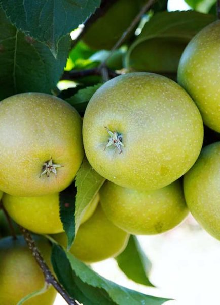 Store apples correctly…