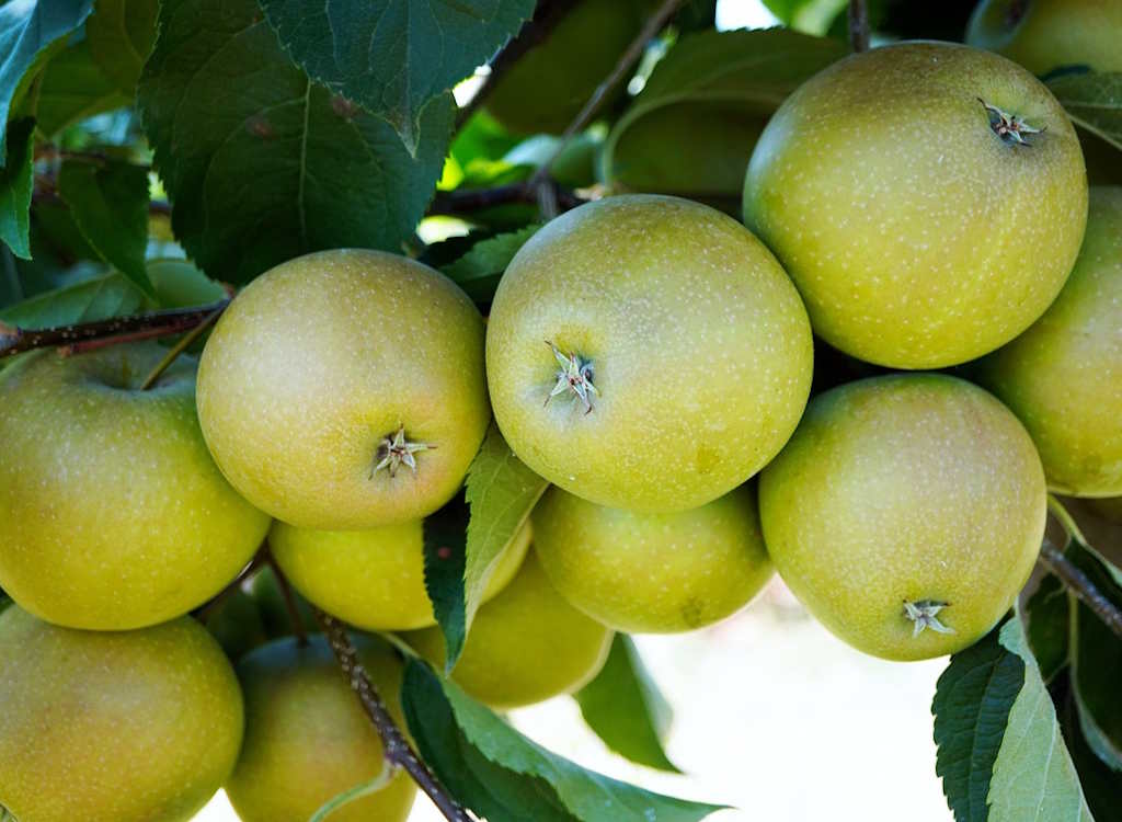 Green apples on a tree.