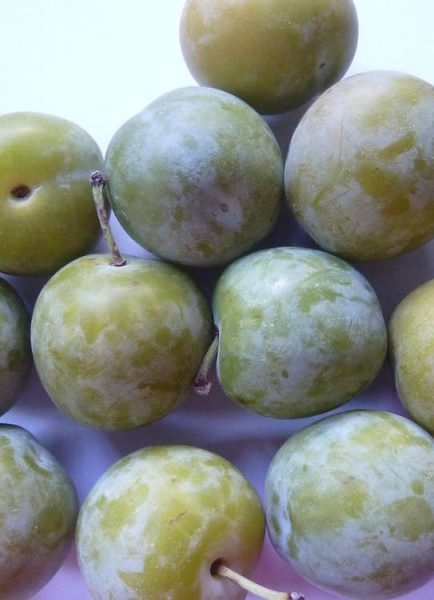 Tiptree – September