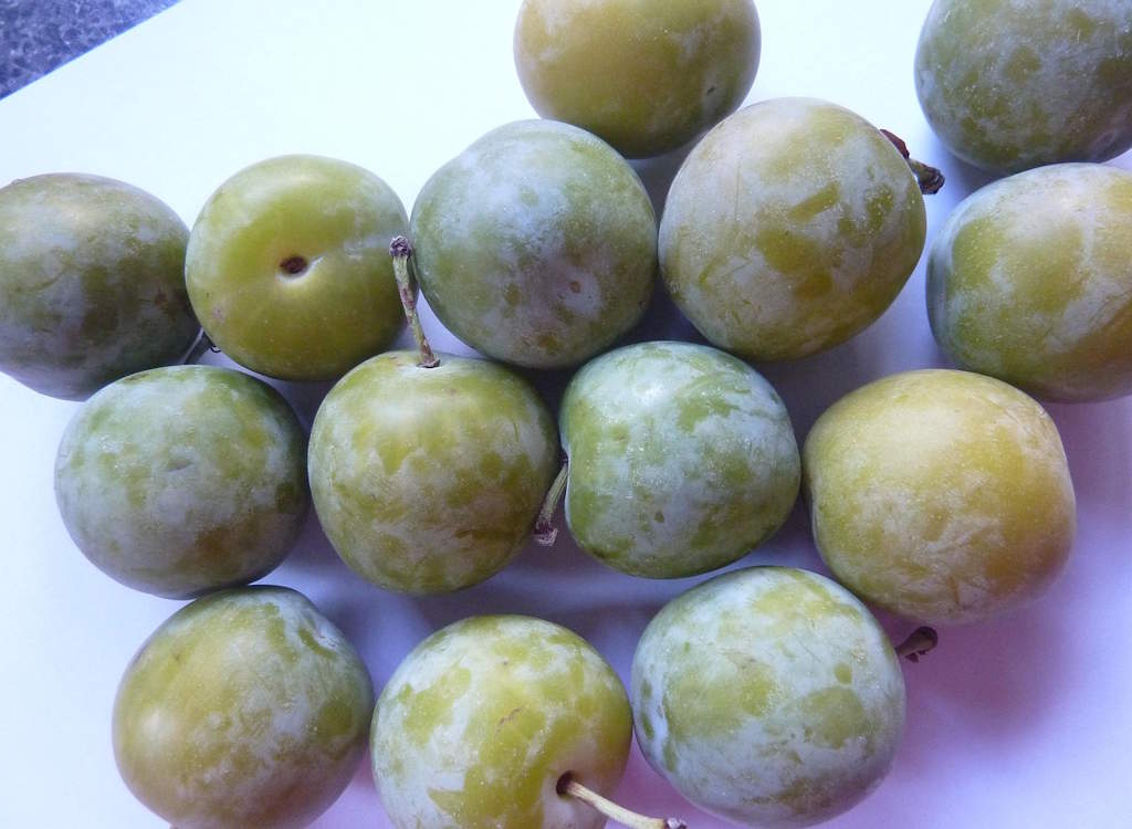 Greengages on a plate after picking.