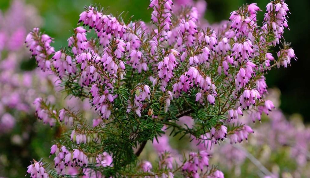 Browning heather