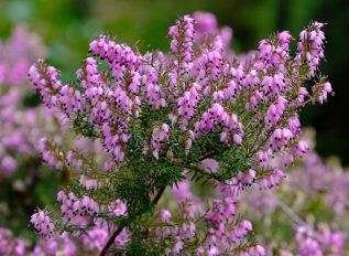 Browning heather