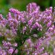 Browning heather