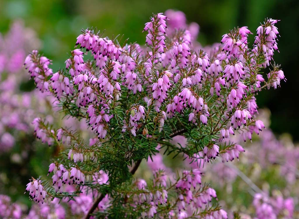 A heather plant with pink flowers.