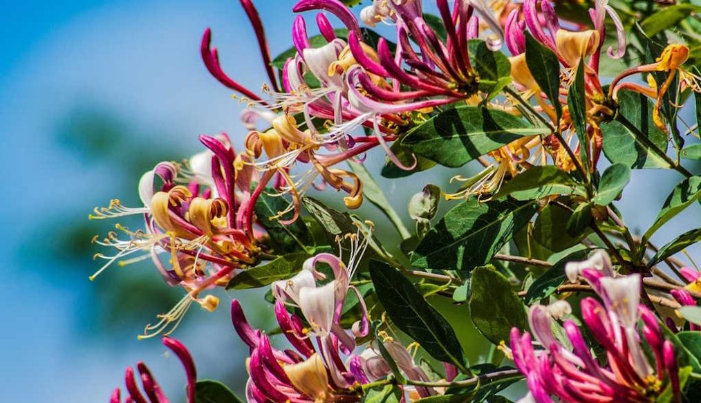 Honeysuckle in containers