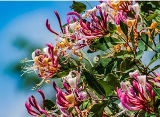 Honeysuckle in containers