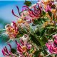 Honeysuckle in containers