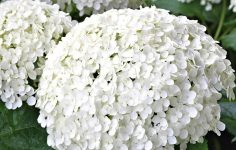 Troubleshooting poor growth and challenges with hydrangea annabelle