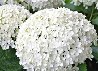 Hydrangea arborescens ‘Strong Annabelle’