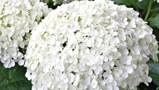 Hydrangea arborescens ‘Strong Annabelle’