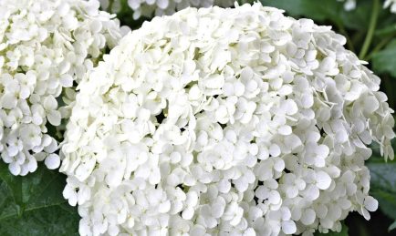 Hydrangea arborescens ‘Strong Annabelle’