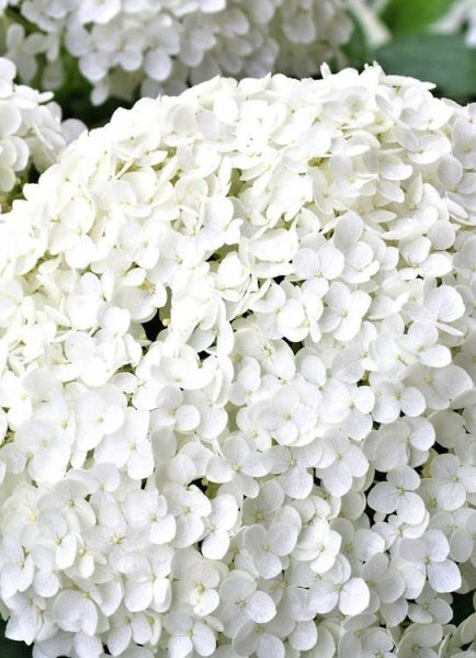 Hydrangea arborescens ‘Strong Annabelle’