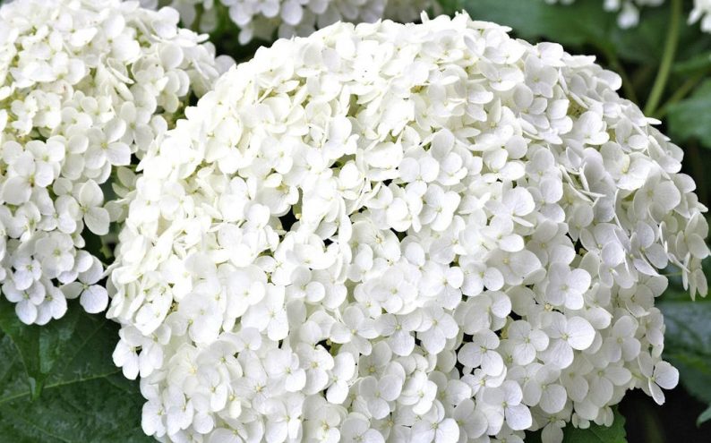 Hydrangea arborescens ‘Strong Annabelle’