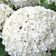 Hydrangea arborescens ‘Strong Annabelle’