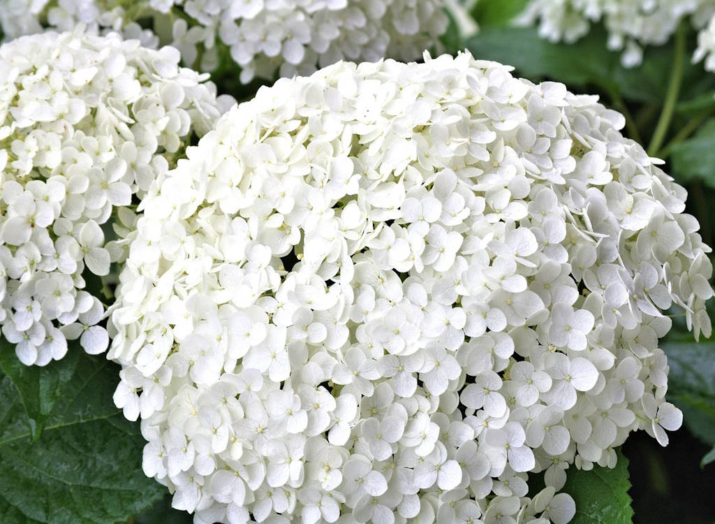 Troubleshooting poor growth and challenges with hydrangea annabelle