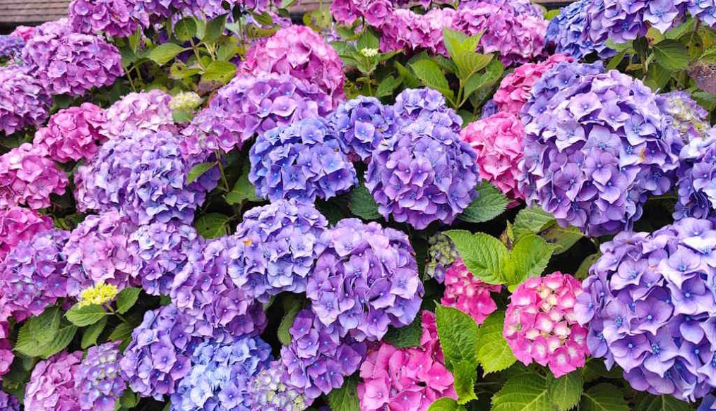 How to prune and care for a hydrangea