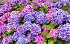 How to prune and care for a hydrangea